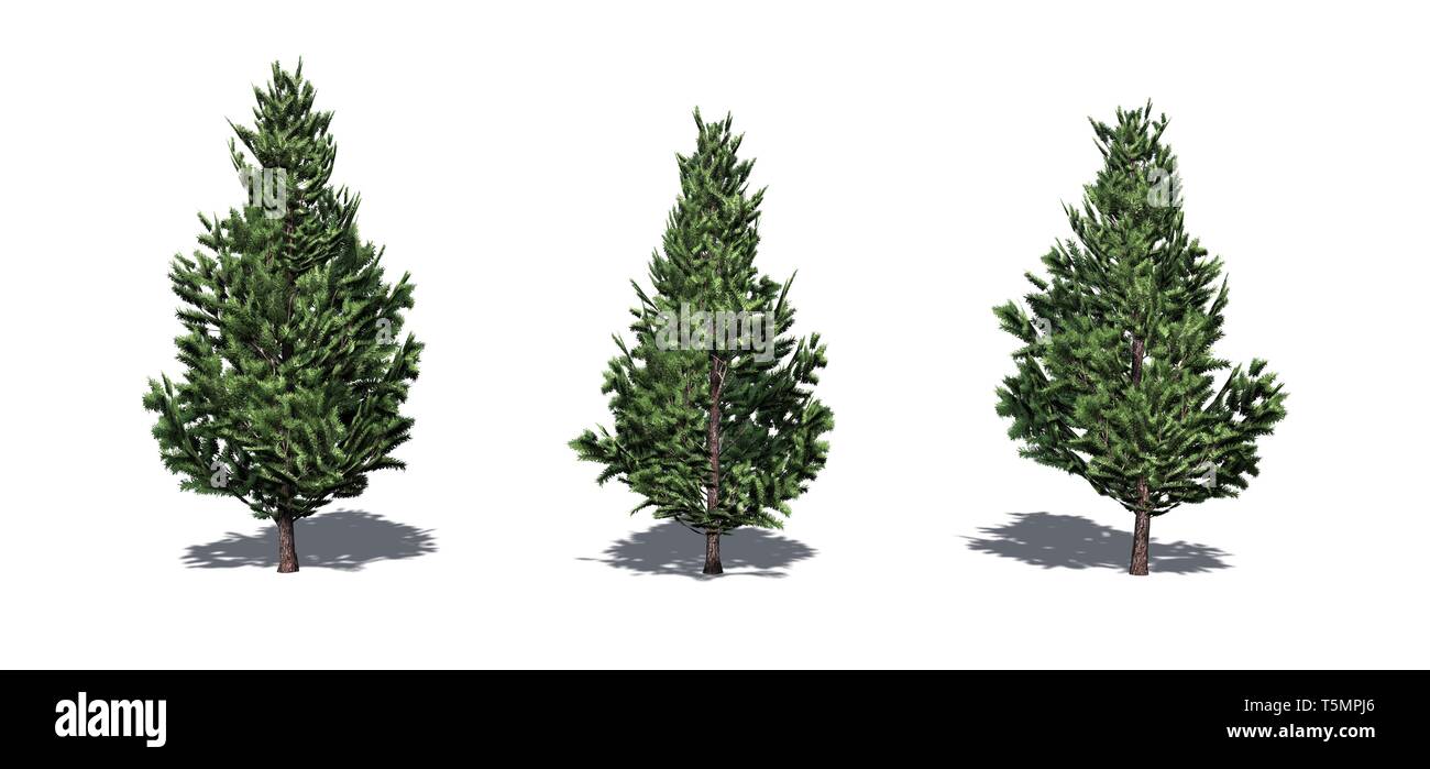 Set of Christmas Scotch Pine trees with shadow on the floor isolated