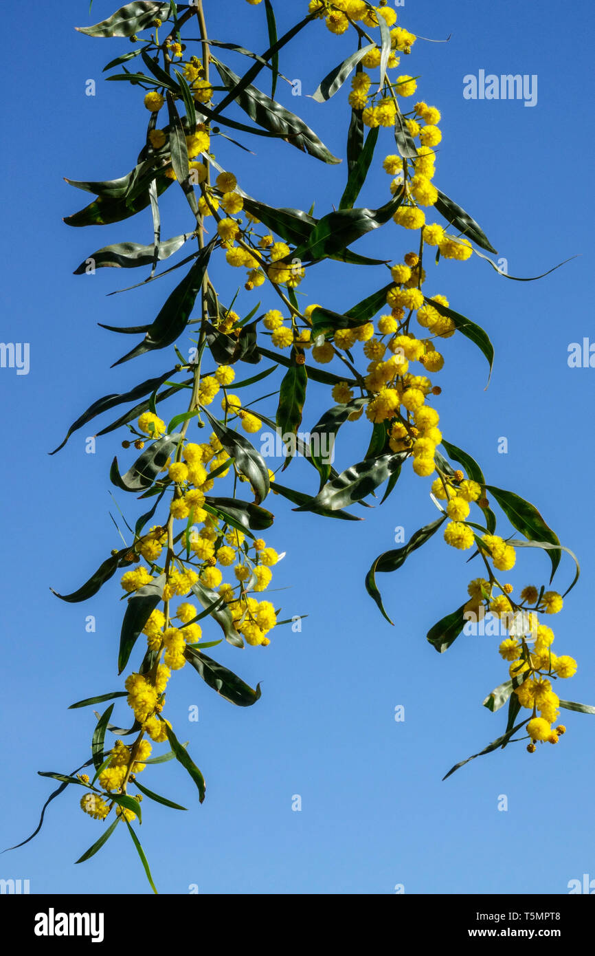 Golden Wattle, Acacia pycnantha tree flower Stock Photo