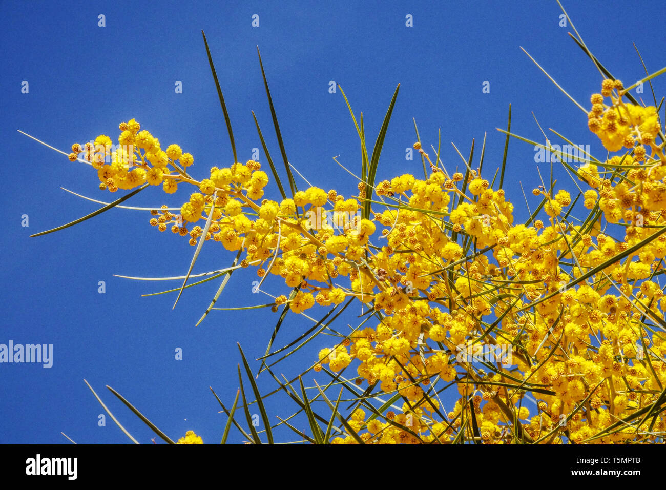 Creeping Wattle, Acacia saligna flower Stock Photo