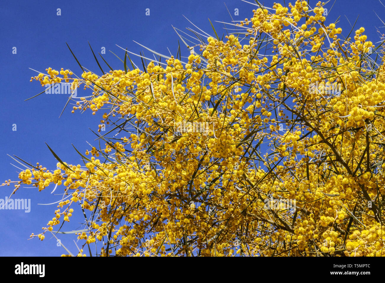 Creeping Wattle, Acacia saligna tree flower Stock Photo