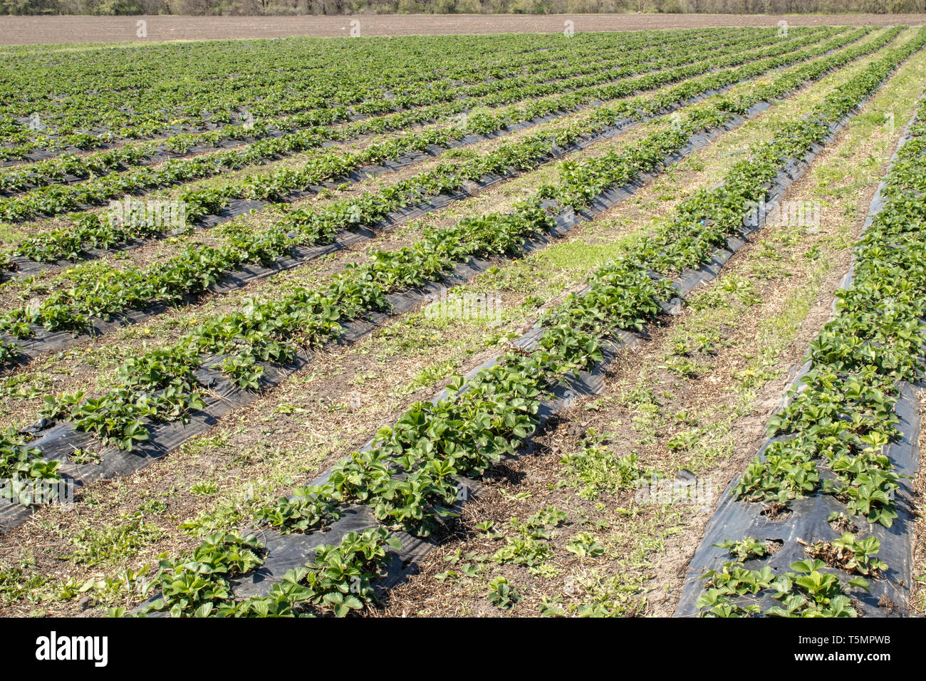 Strawberries grow on the field in rows. Strawberry field on a sunny day ...
