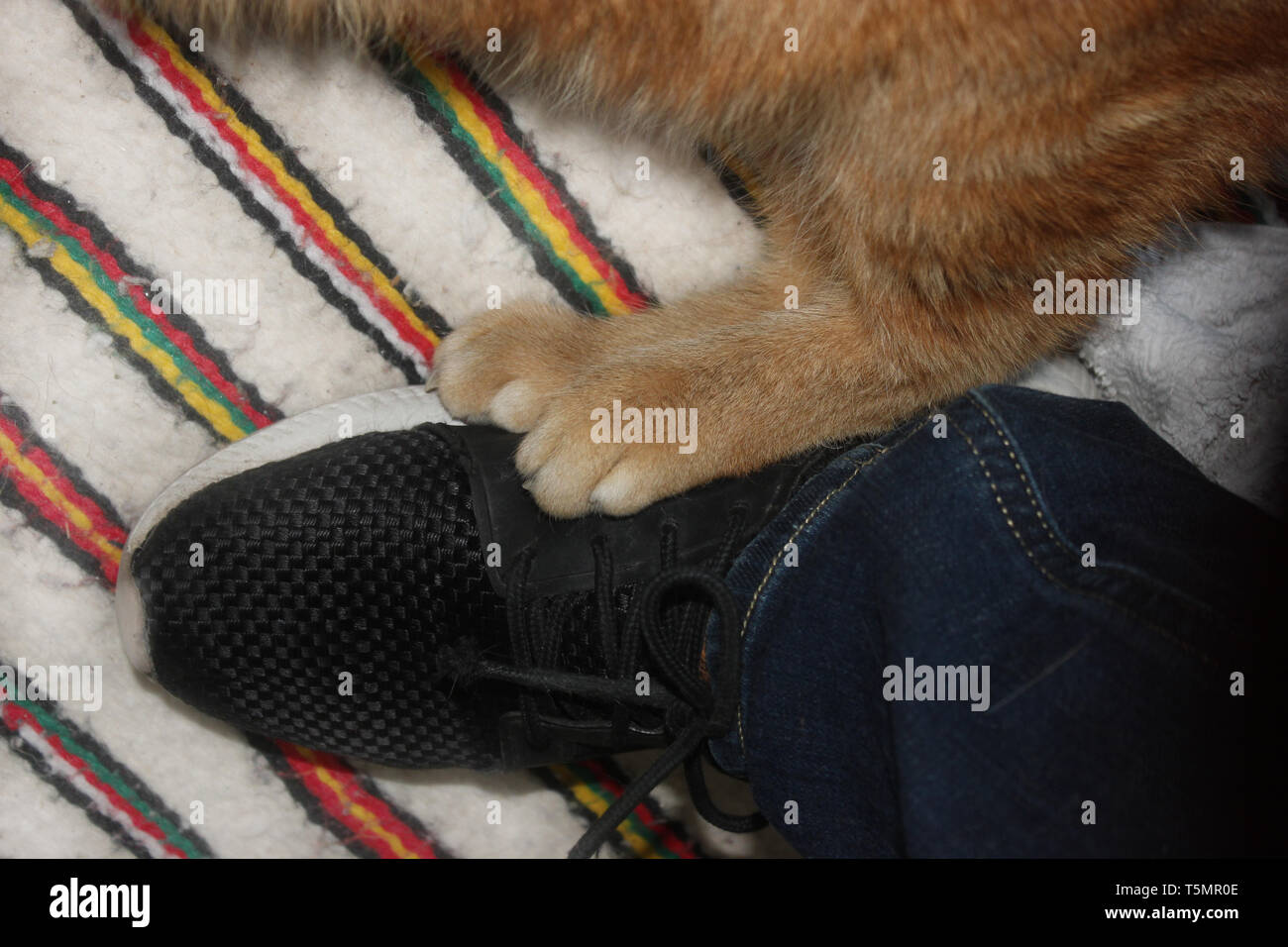 Cat paw hires stock photography and images Alamy