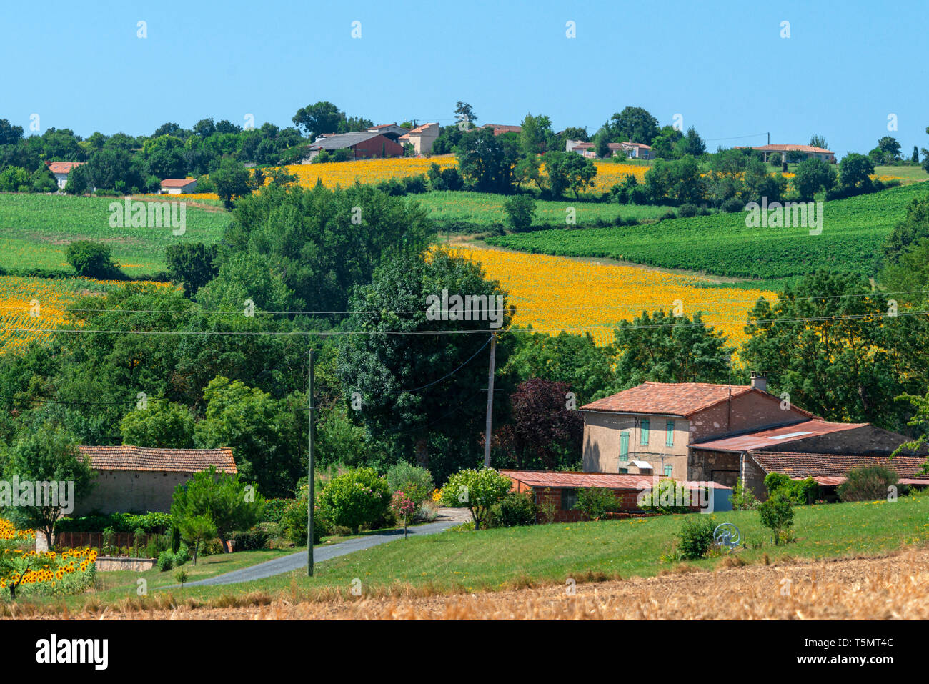 An every day rural scene in south western France. Sunflowers, canola, grain crops and farm buildings. Near Gaillac, Occitanie, France. Stock Photo