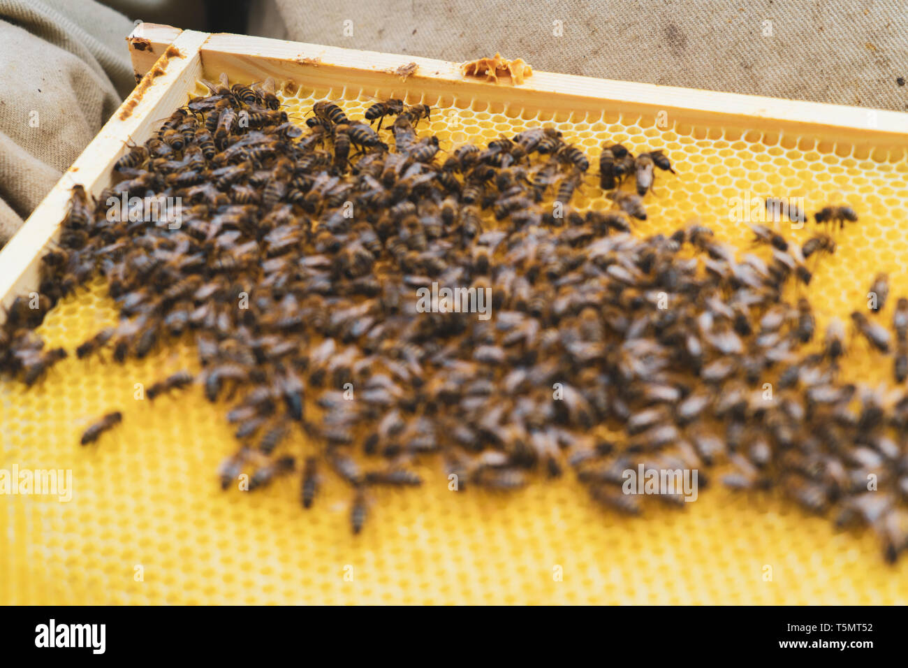The beekeeper supervises the reconstruction of the wax foundation by the bees. Copy space on blurred area Stock Photo