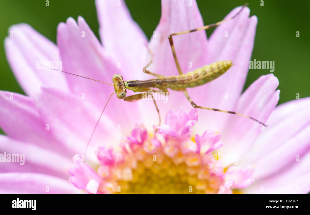 Macro shot of a young praying mantis on a pink flower Stock Photo