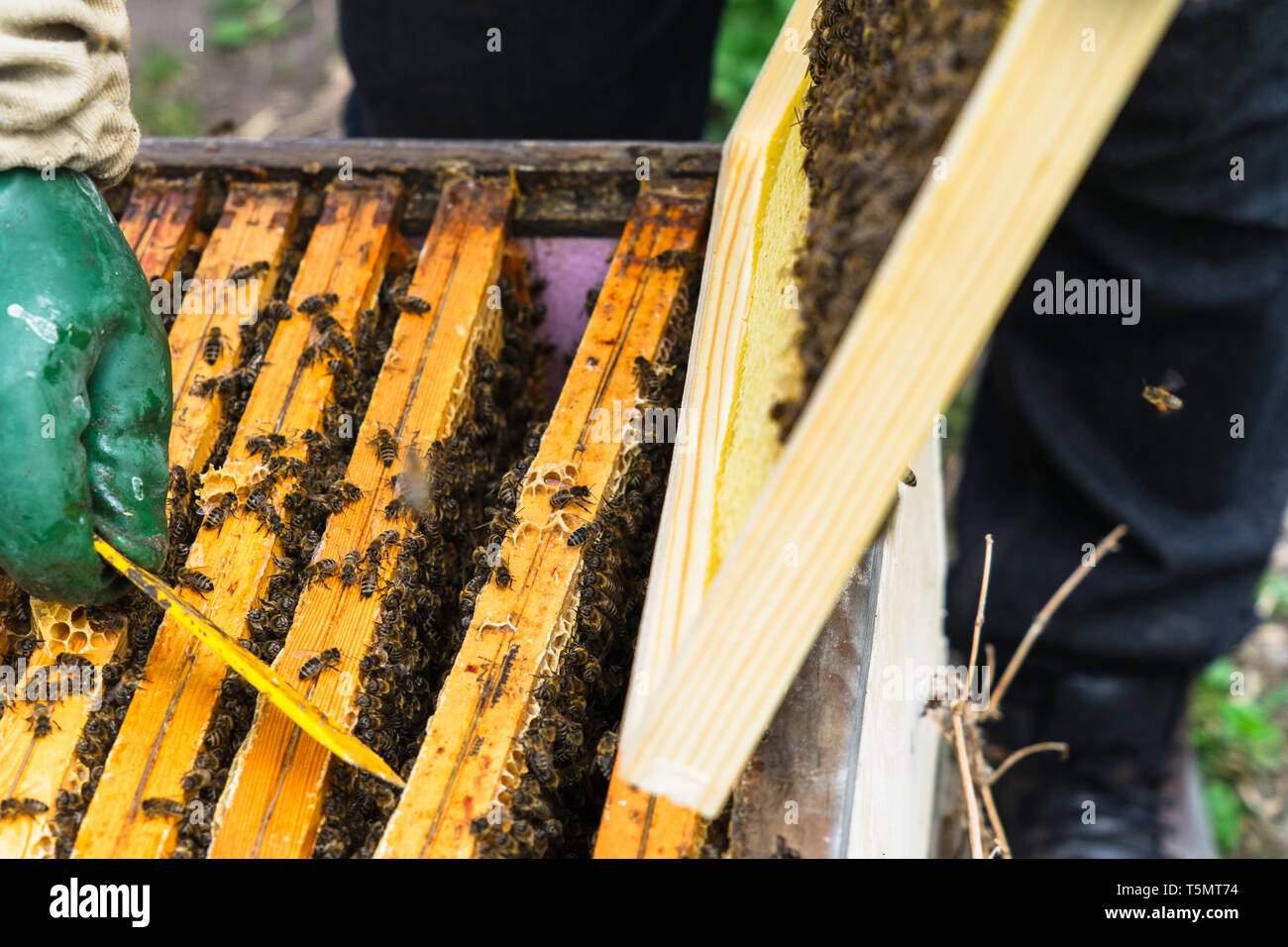 The beekeeper supervises the production of honey in the bee bee