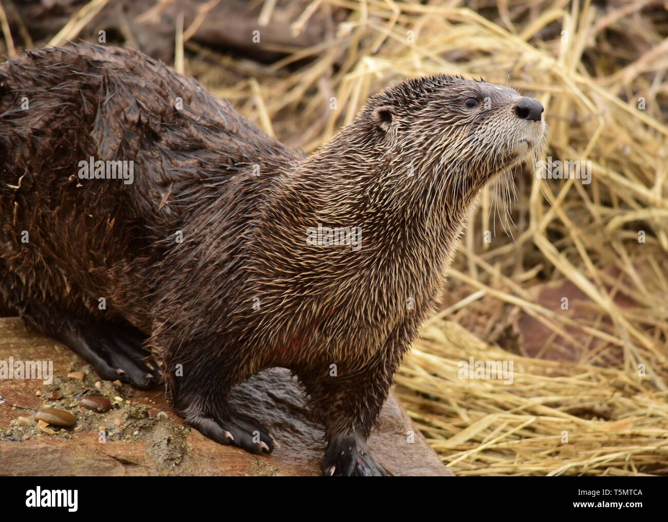 A North American river otter along the Green River in spring at Seedskadee National Wildlife Refuge in Sweetwater County, Wyoming. River otters are common in the wildlife refugee but are difficult to view as they are fearful of humans. Stock Photo