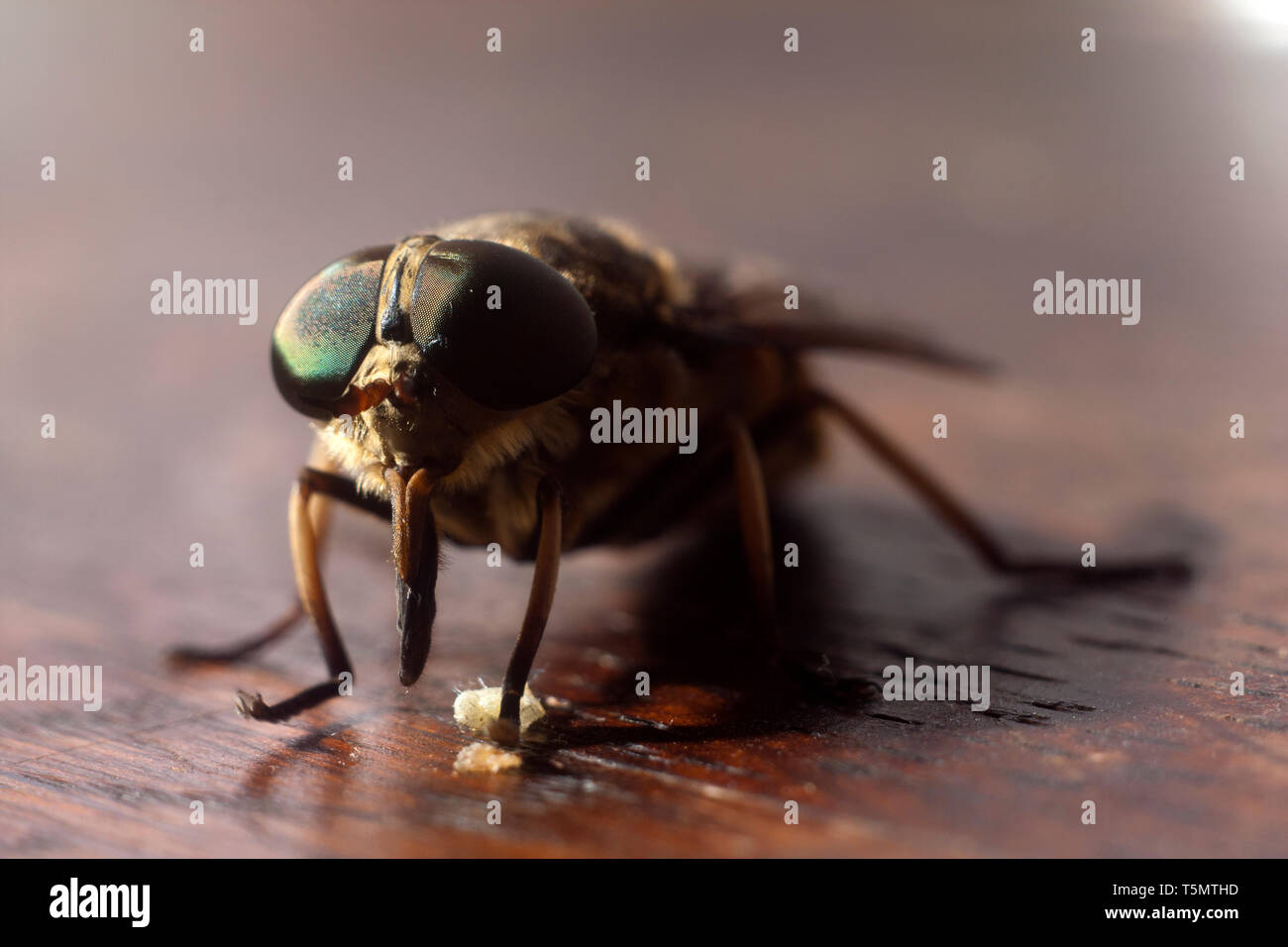 Fly on wood brown sruface - Extreme magnification Stock Photo