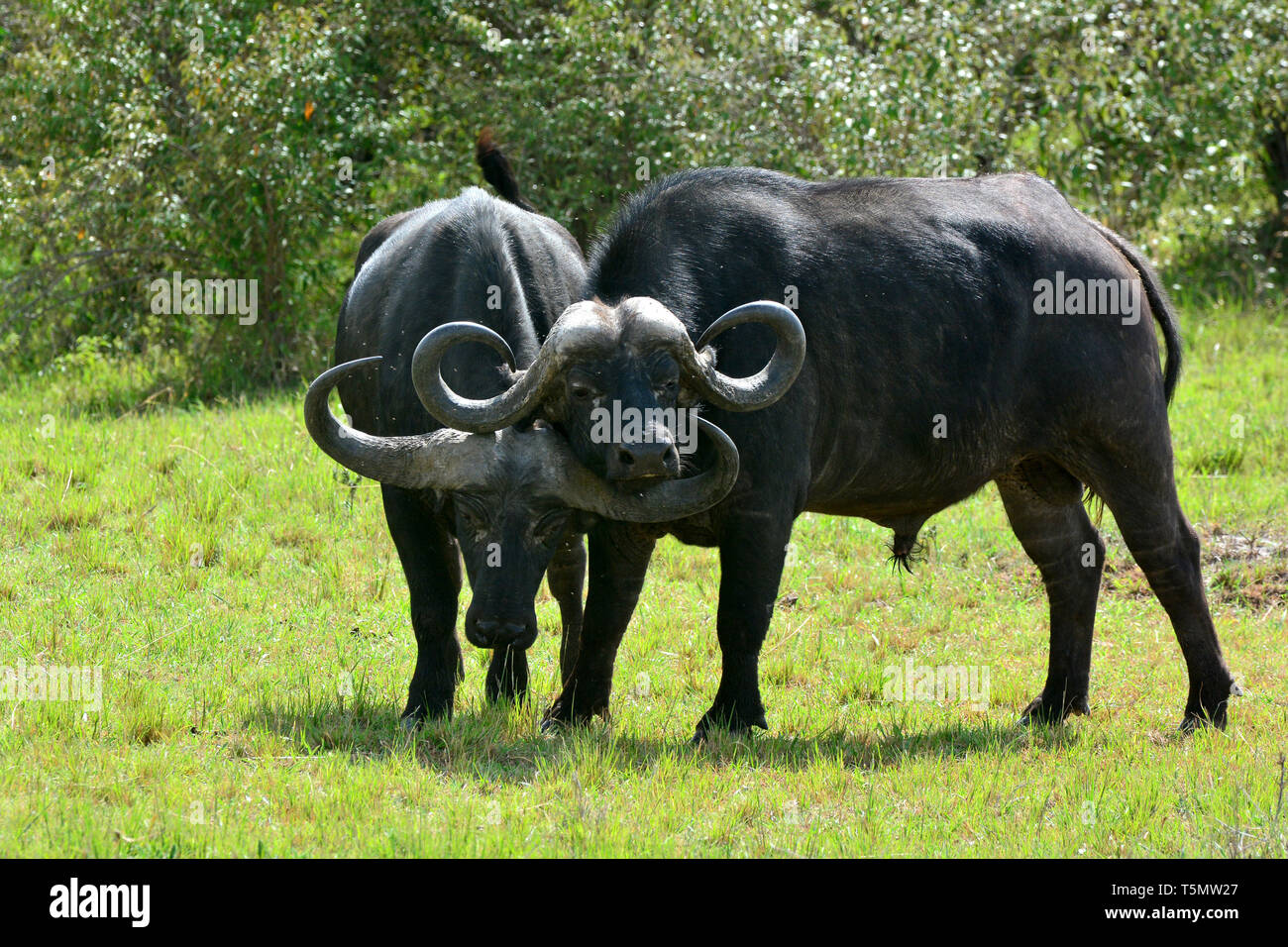 African buffalo, Kaffernbüffel, Syncerus caffer caffer, kafferbivaly ...