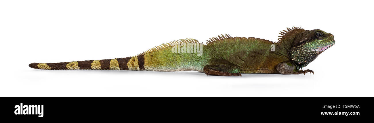 Amazing colorful adult Asian Water Dragon sitting / standing side ways on flat surface. Showing eyes and full body. Isolated on white background. Stock Photo