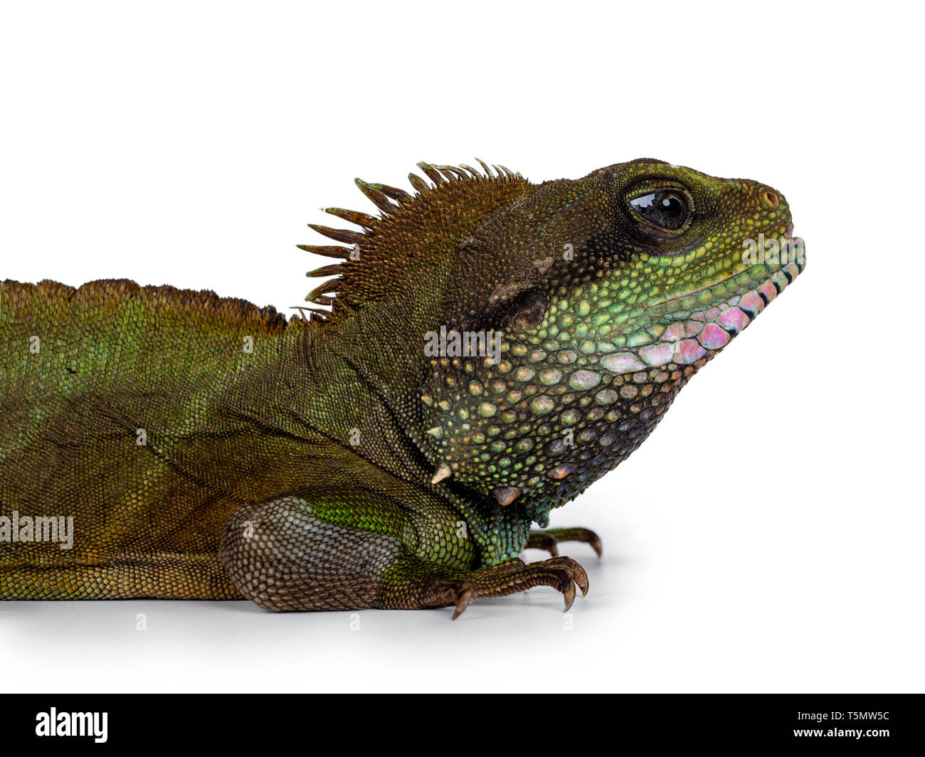 Head shot of amazing colorful adult Asian Water Dragon sitting / standing side ways on flat surface. Showing eyes and full body. Isolated on white bac Stock Photo
