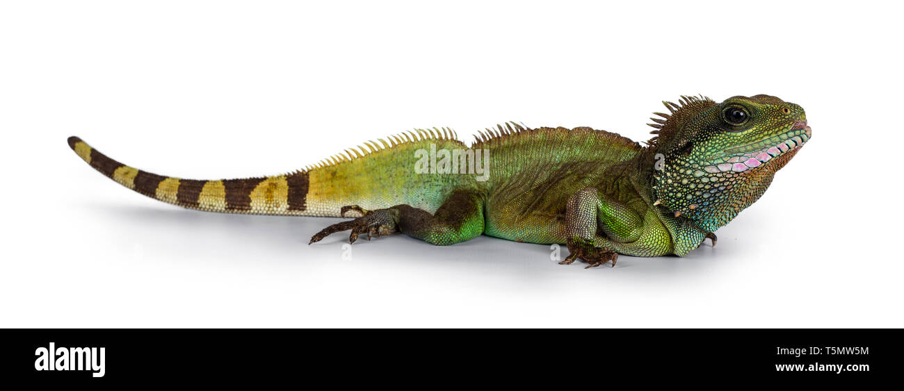 Amazing colorful adult Asian Water Dragon sitting / standing side ways on flat surface. Showing eyes and full body. Isolated on white background. Stock Photo
