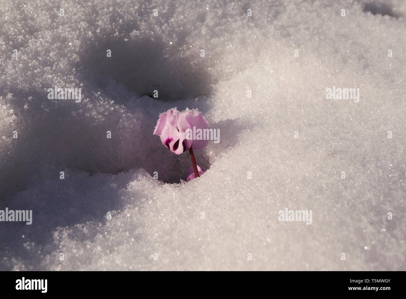 A cyclamen flowers through snow in Southern England, 3rd February 2019 Stock Photo