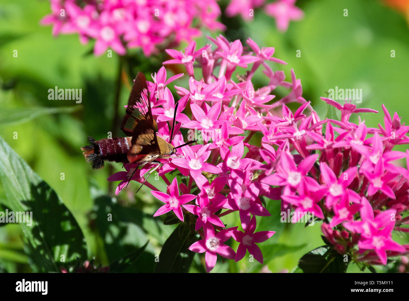 Clear wing hi-res stock photography and images - Alamy