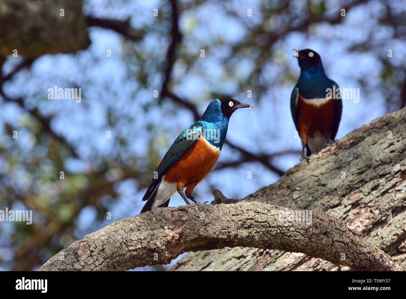 superb starling, Dreifarben-Glanzstar, Lamprotornis superbus, pompás fényseregély, háromszínű fényseregély Stock Photo