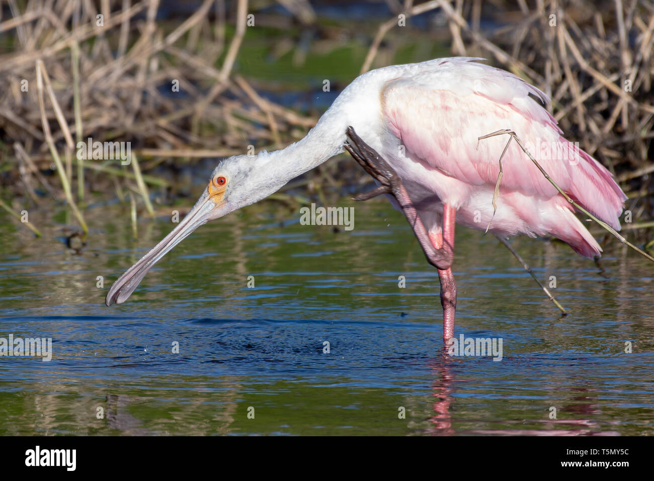 Roseate spoonbill searching food hi-res stock photography and images ...
