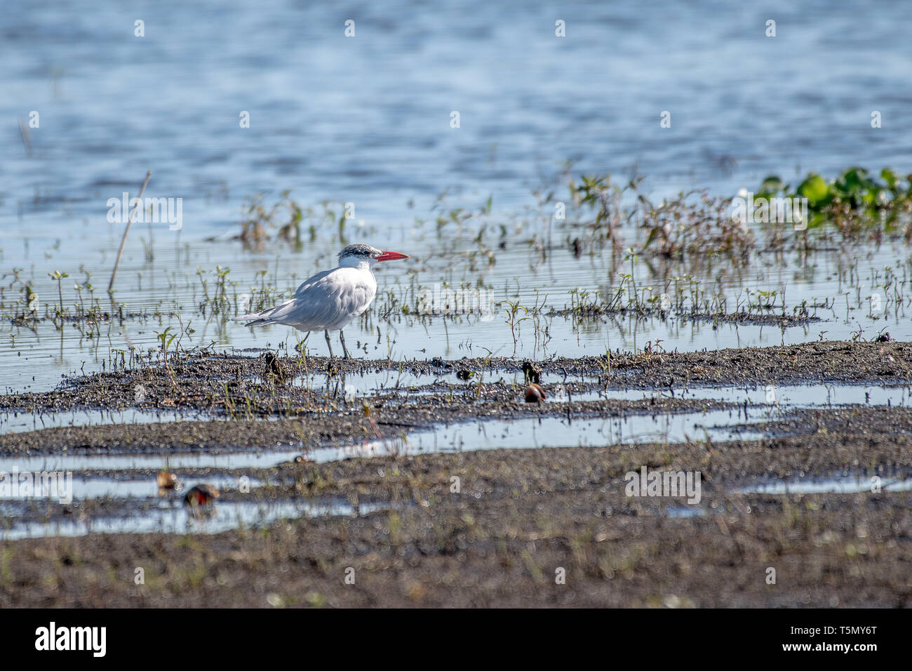 Caspian tern standing on the edge of a lake in Florida Stock Photo