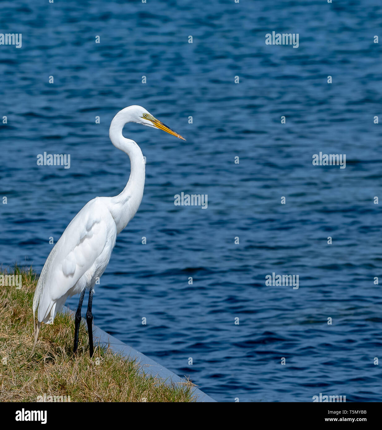 Great white egret hunting for food Stock Photo Alamy
