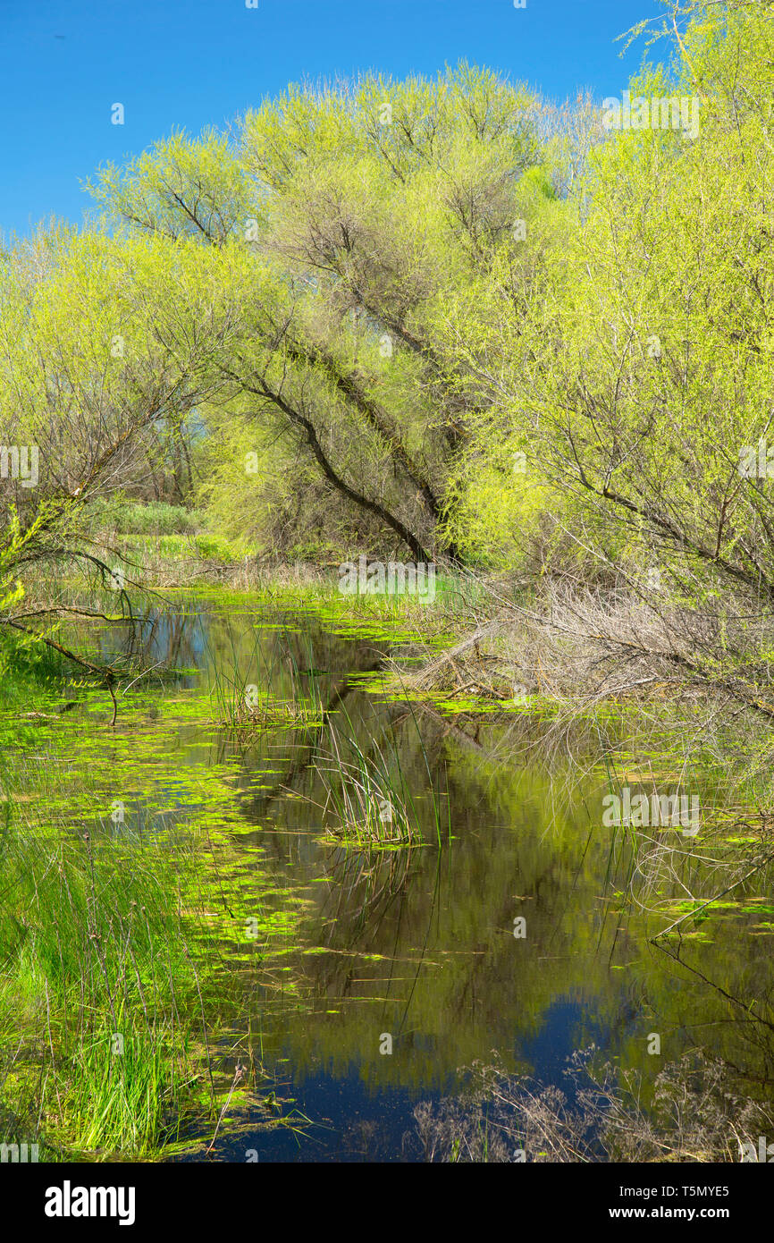Willows along Woody Pond Trail, San Luis National Wildlife Refuge