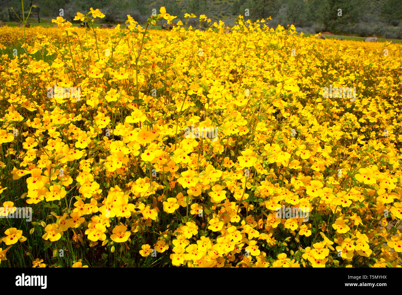 Seep Monkeyflower (Erythranthe guttata), Red Hills Area of Critical Environmental Concern, California Stock Photo