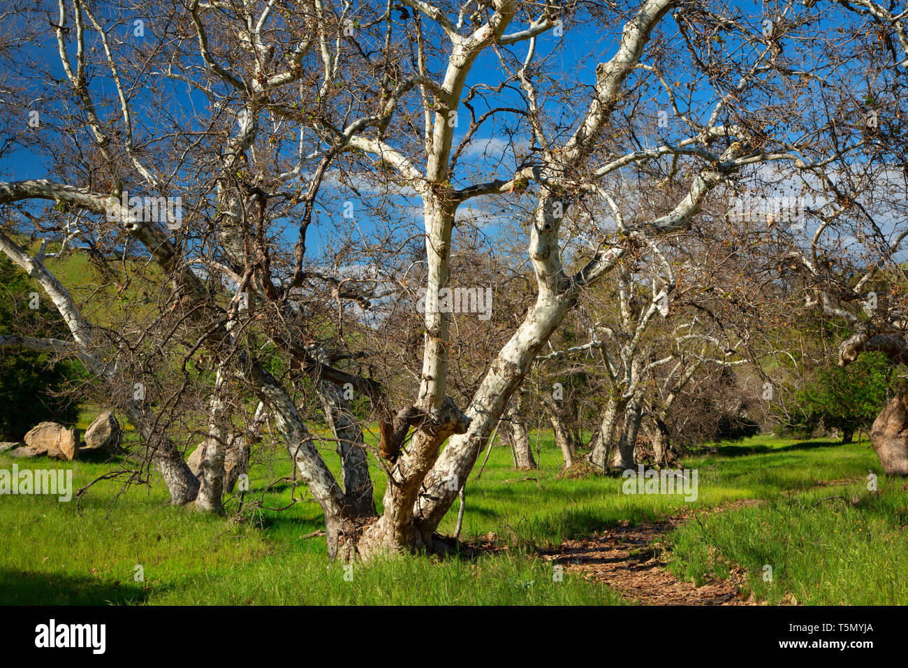 Western sycamore (Platanus racemosa), Homer Ranch Preserve, California Stock Photo