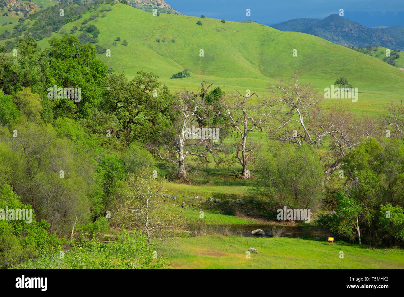 Dry Creek riparian forest, Dry Creek Preserve, California Stock Photo