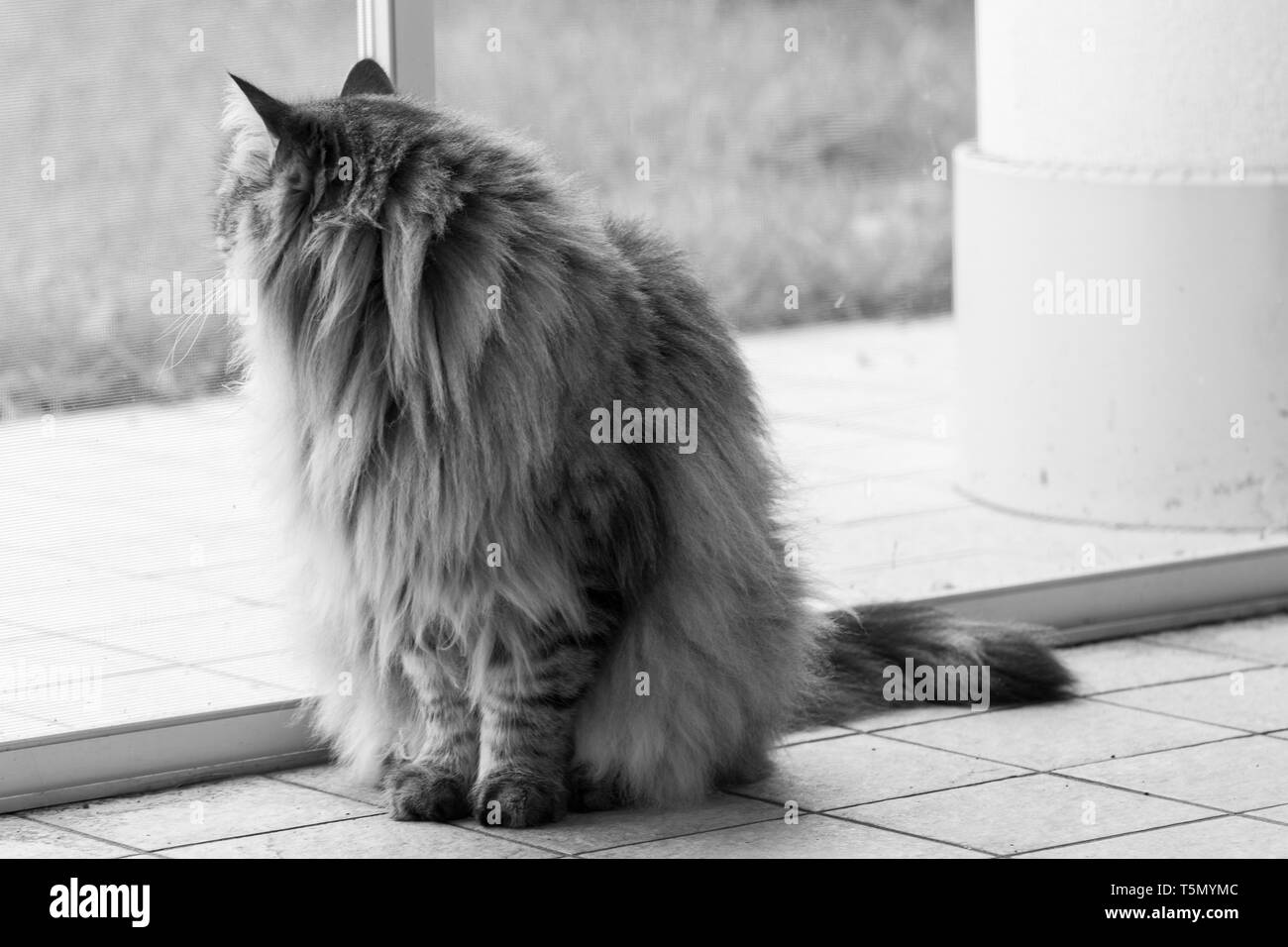 Long haired cat of siberian breed outdoor in relax Stock Photo Alamy
