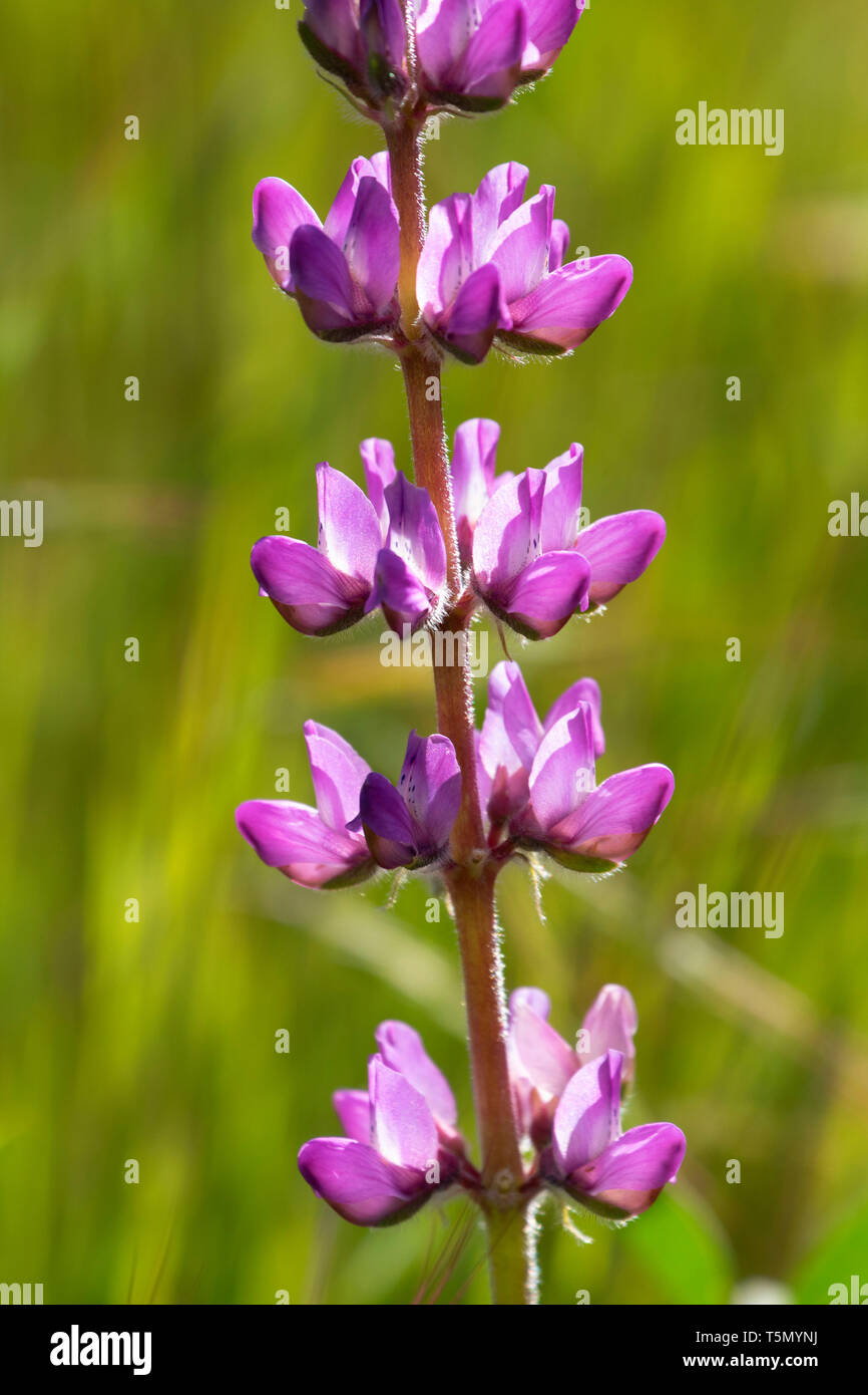 Lupine, Wind Wolves Preserve, California Stock Photo