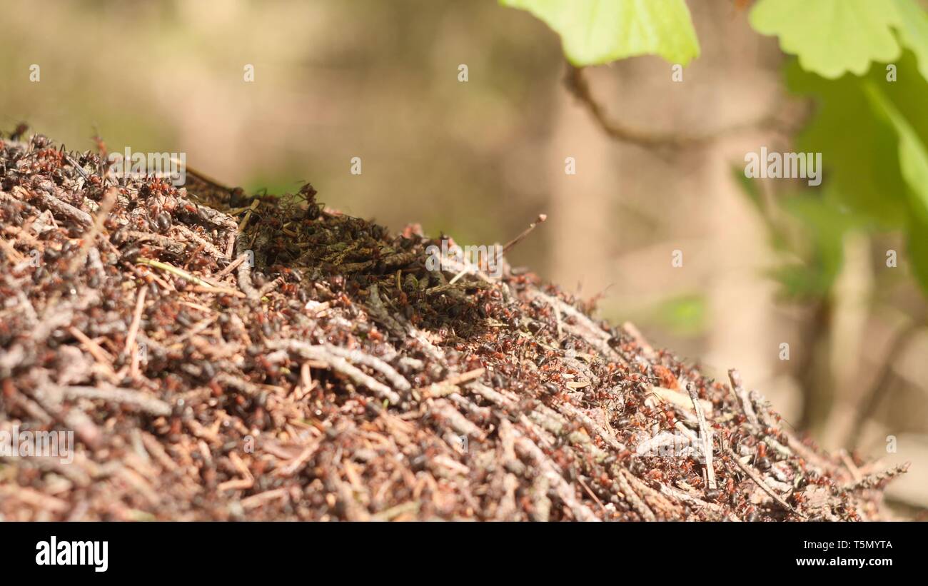 Large anthill with colony of red ants under the oak tree branch in