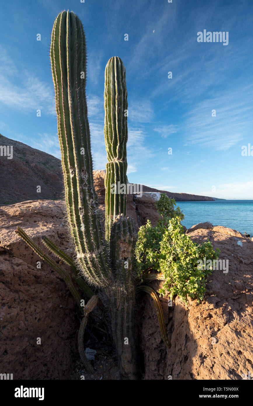 Cardon cactus, Espiritu Santo Island, Baja California Sur Stock Photo