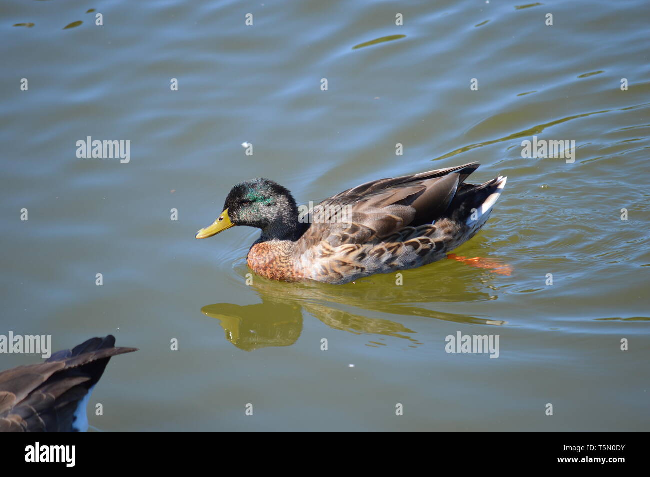 Mallard Duck Swimming in Pond Stock Photo