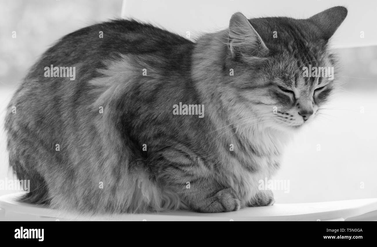 Long haired cat of siberian breed outdoor in relax Stock Photo Alamy