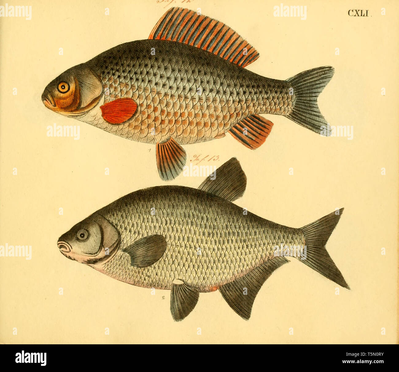 Fish poster hi-res stock photography and images - Alamy