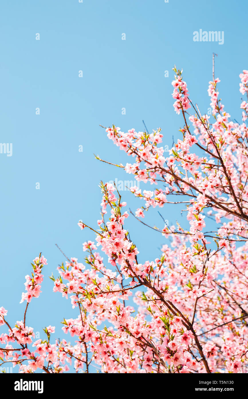 Pink cherry blossoms with blue sky Stock Photo - Alamy
