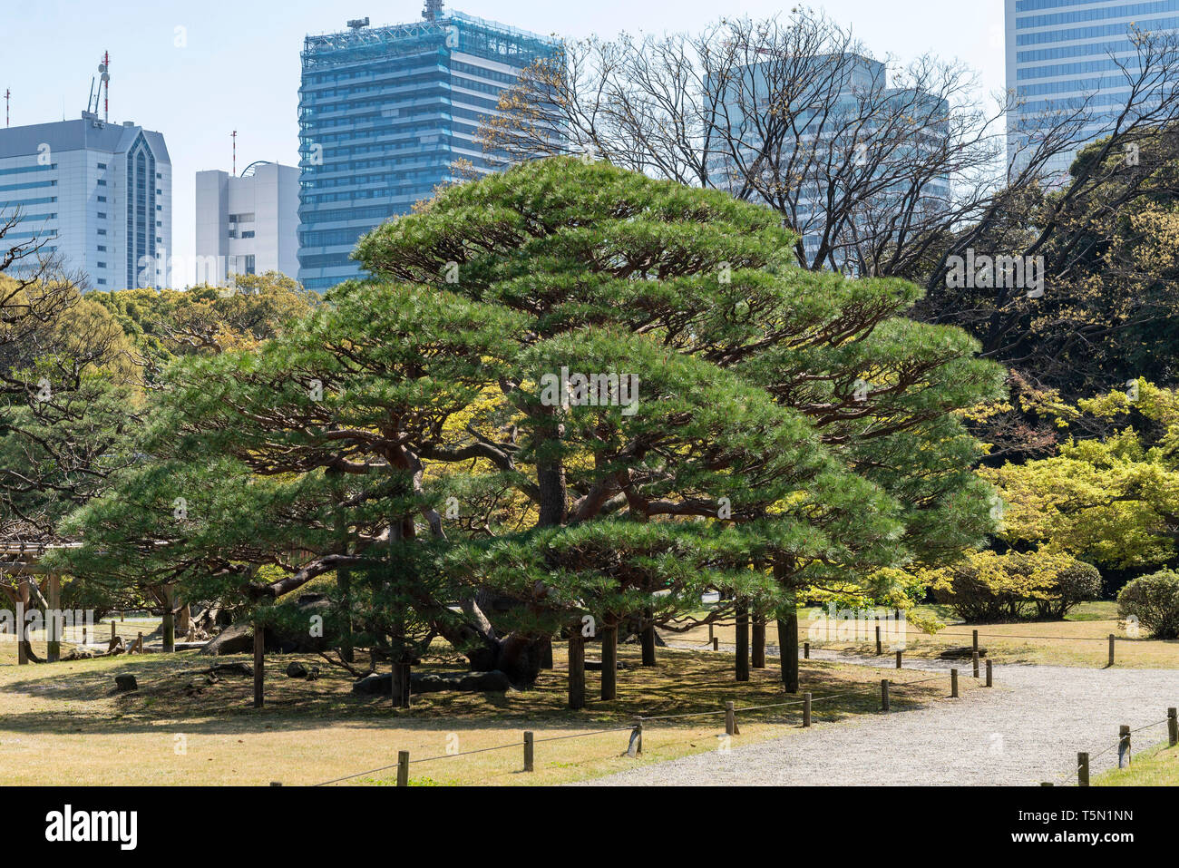Pine Tree Hamarikyu Gardens Chuo Ku Tokyo Japan Stock Photo