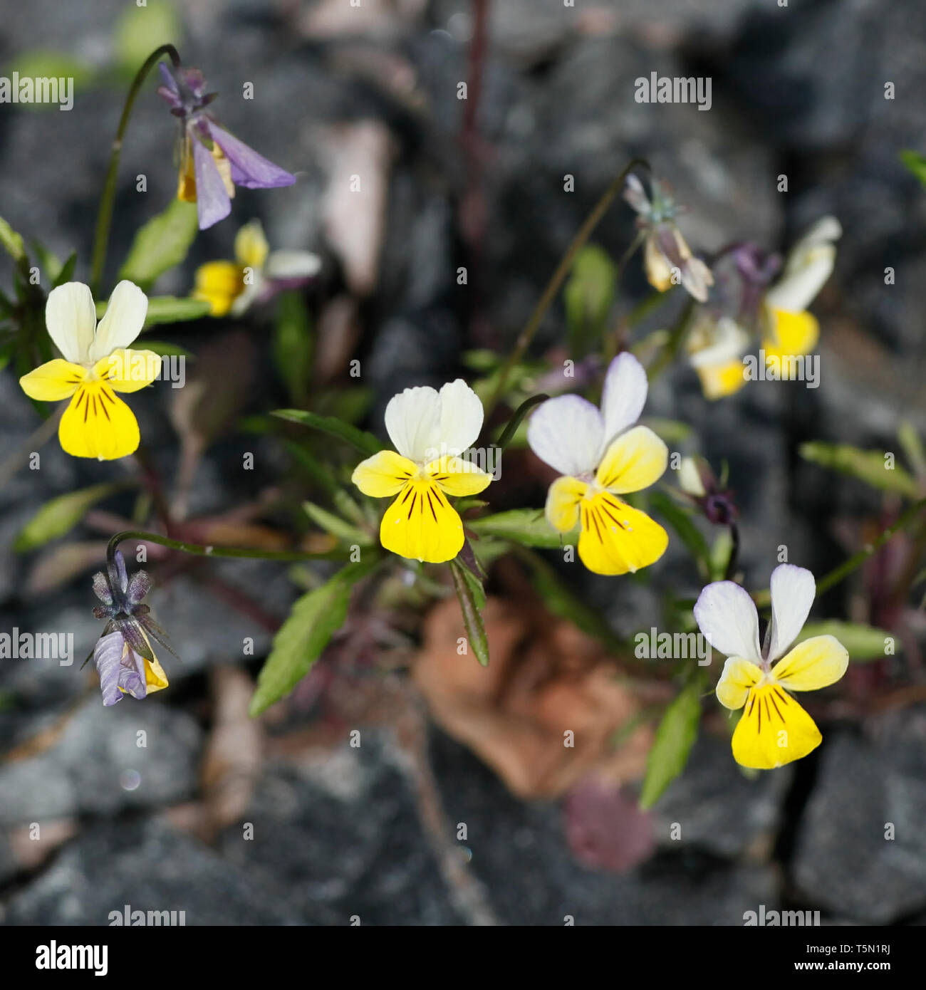 Yellow form of Viola tricolor, known as Johnny Jump up, heartsease, heart's ease, heart's delight, tickle-my-fancy, Jack-jump-up-and-kiss-me, come-and Stock Photo