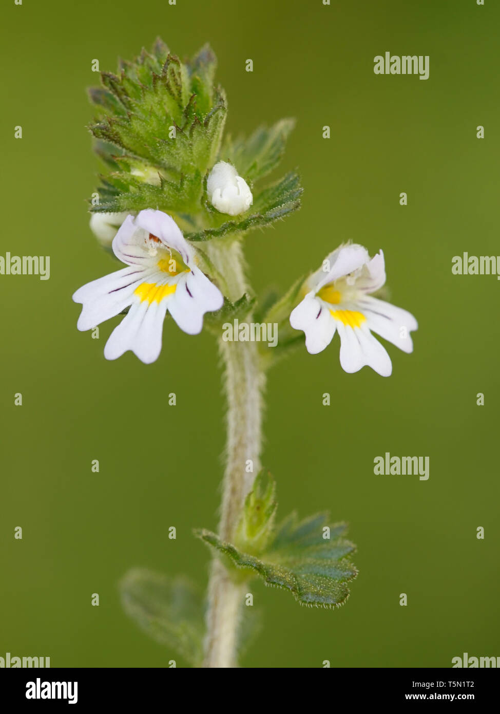 Common eyebright, Euphrasia nemorosa, a very traditional medicinal plant growing wild in Finland Stock Photo