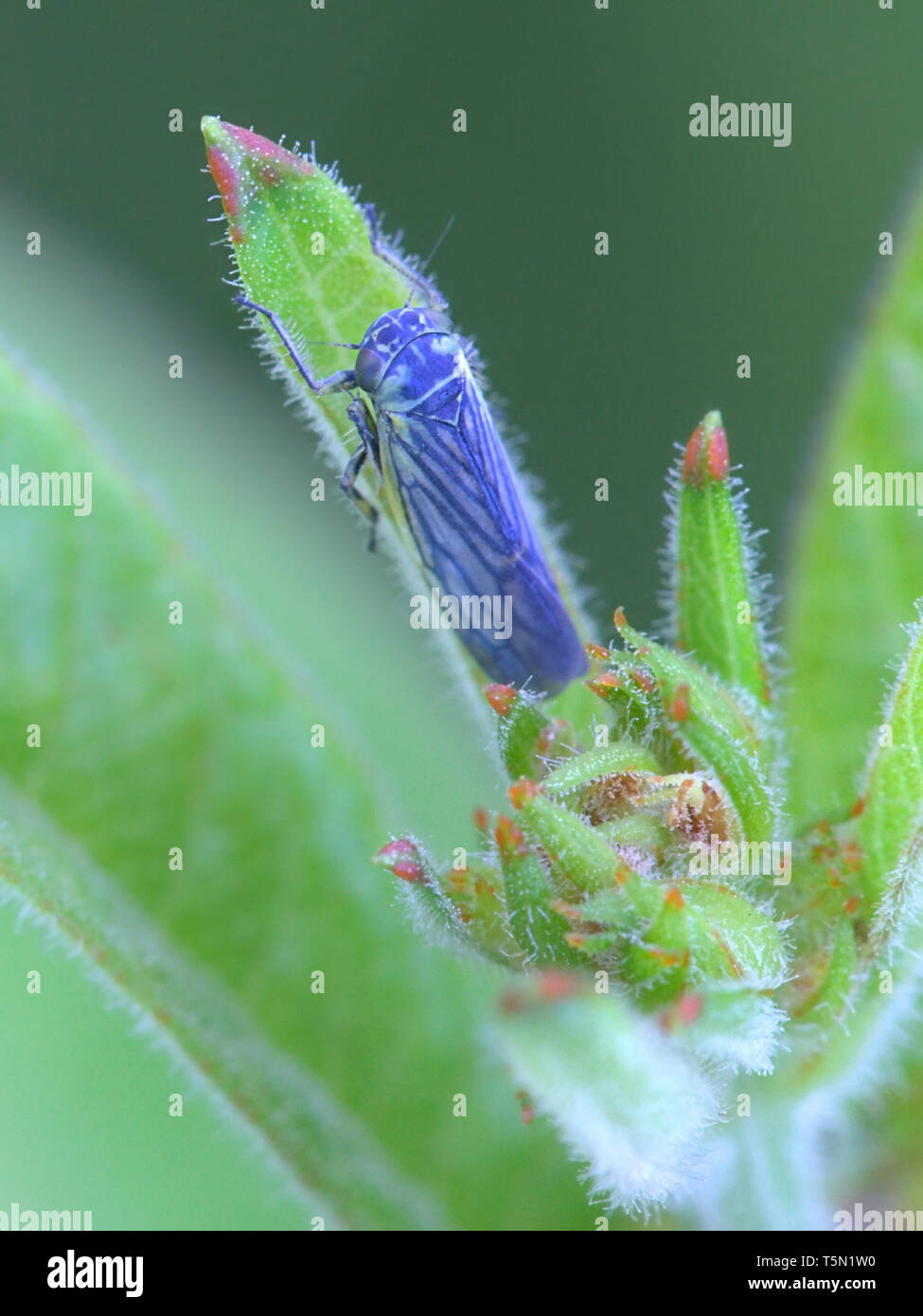 Sonronius dahlbomi, tiny blue leafhopper resting on loosestrife in Finland Stock Photo