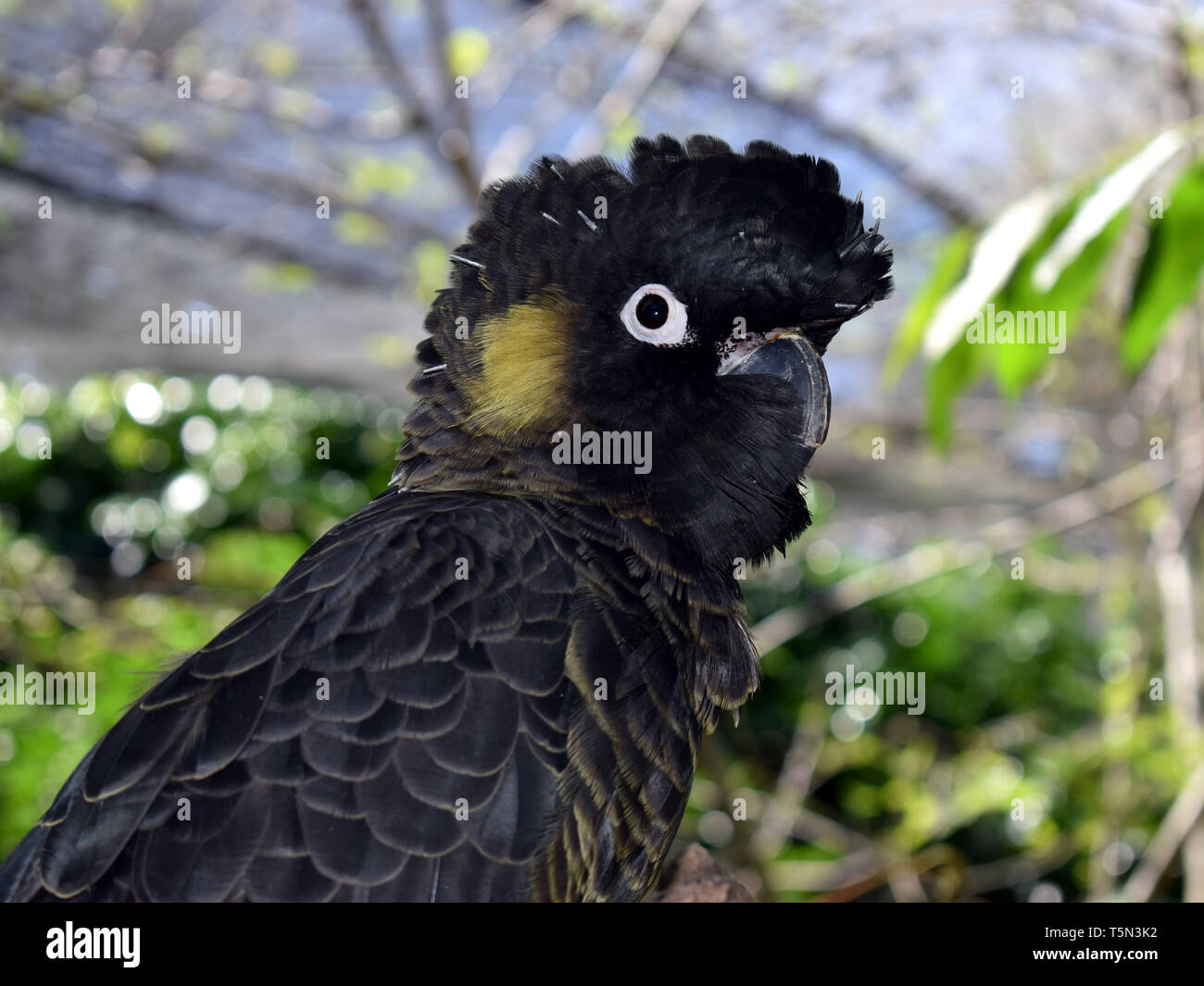 A close up of a Australian Yellow-Tailed-Black Cockatoo with focus on it face with a blurred background Stock Photo