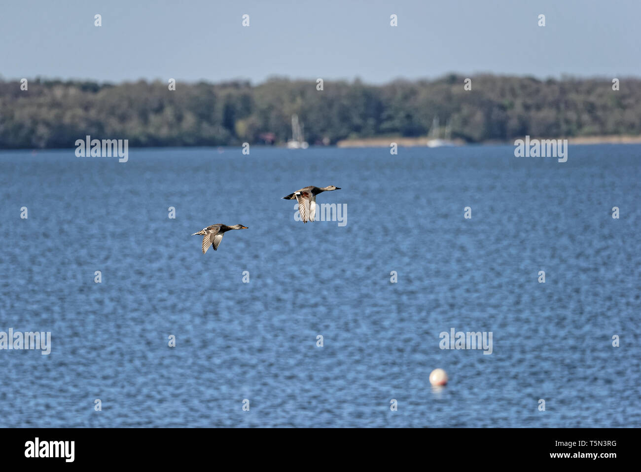 Fliegende Enten,Steinhuder Meer. Stock Photo