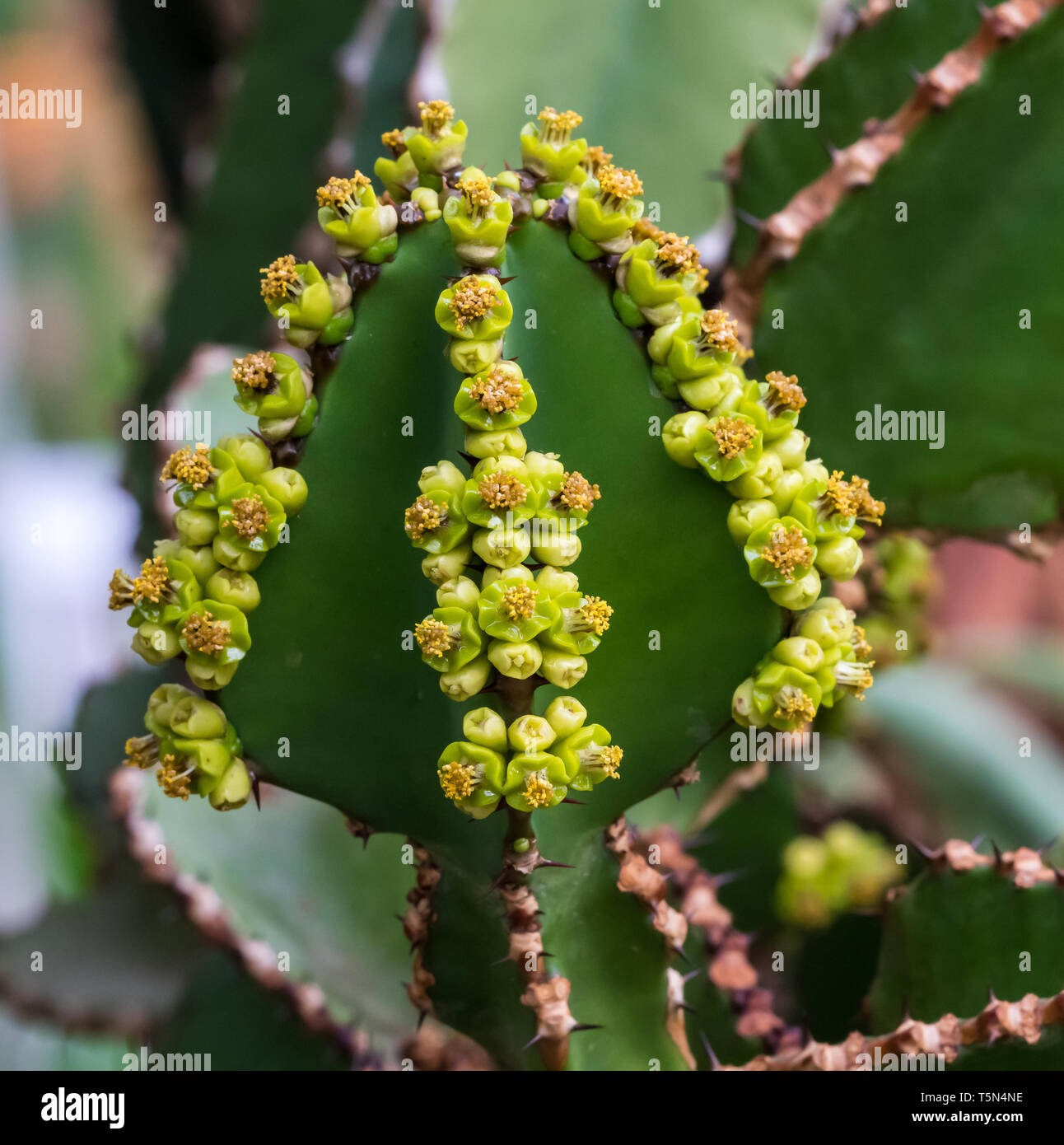 Close view of Transvaal candelabra tree, or bushveld candelabra ...