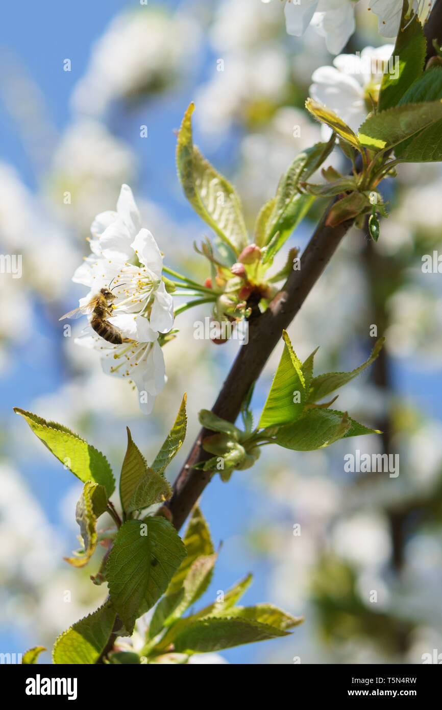 A tree full of cherry blossoms and insects: Springtime in Germany Stock Photo