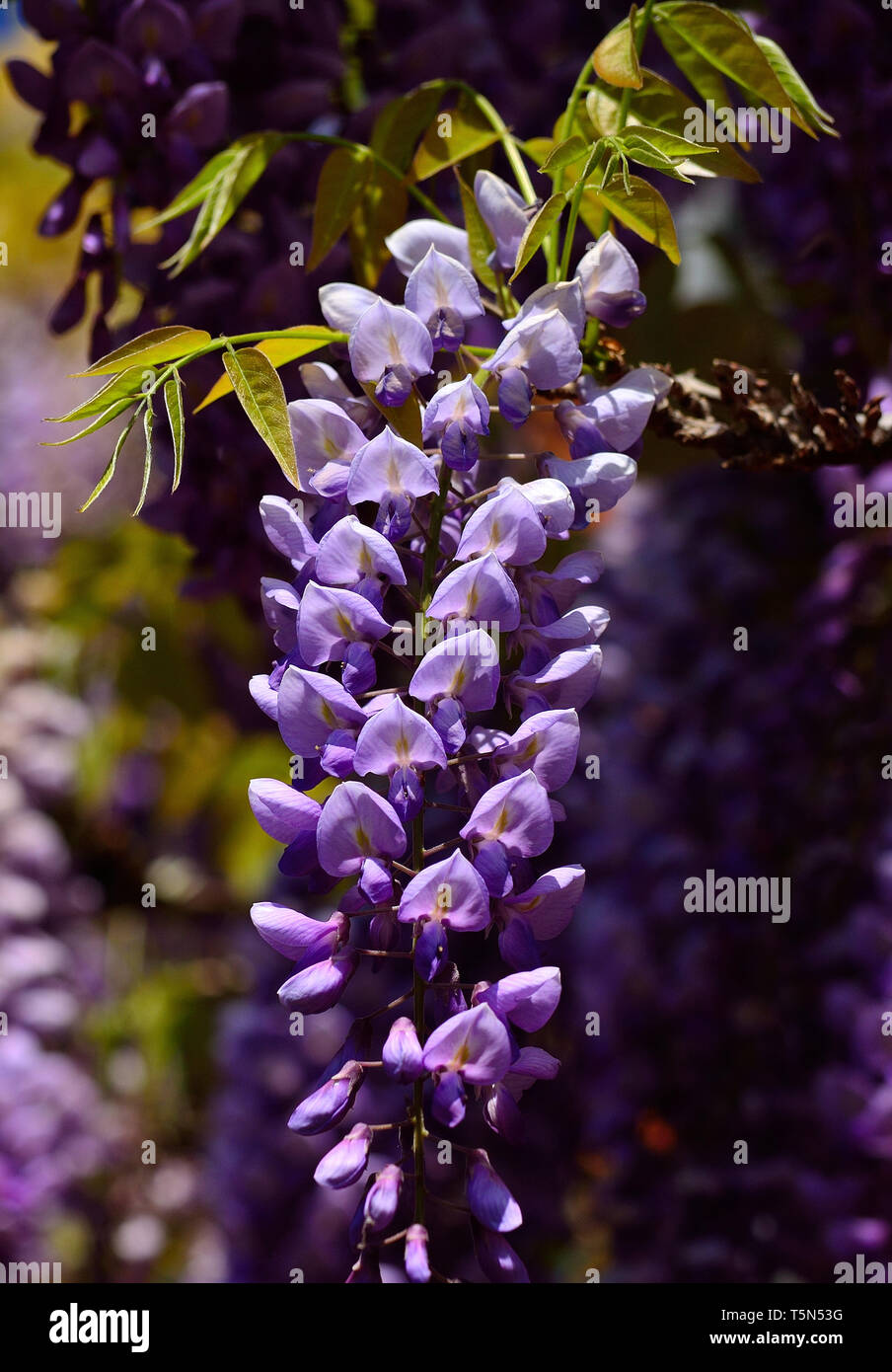 Clusters Wisteria Metallic