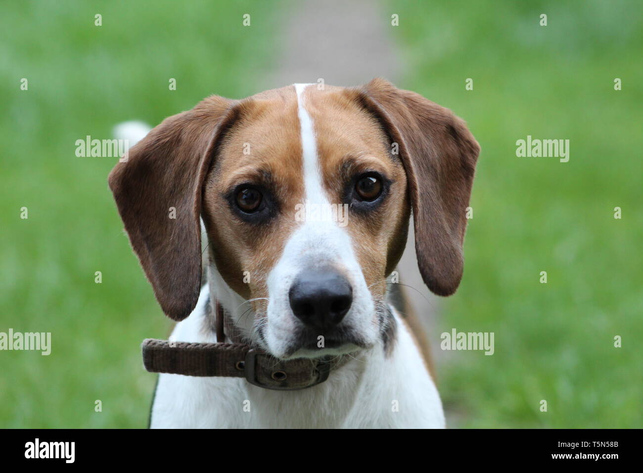 Beautiful Beagle Head Portrait Stock Photo