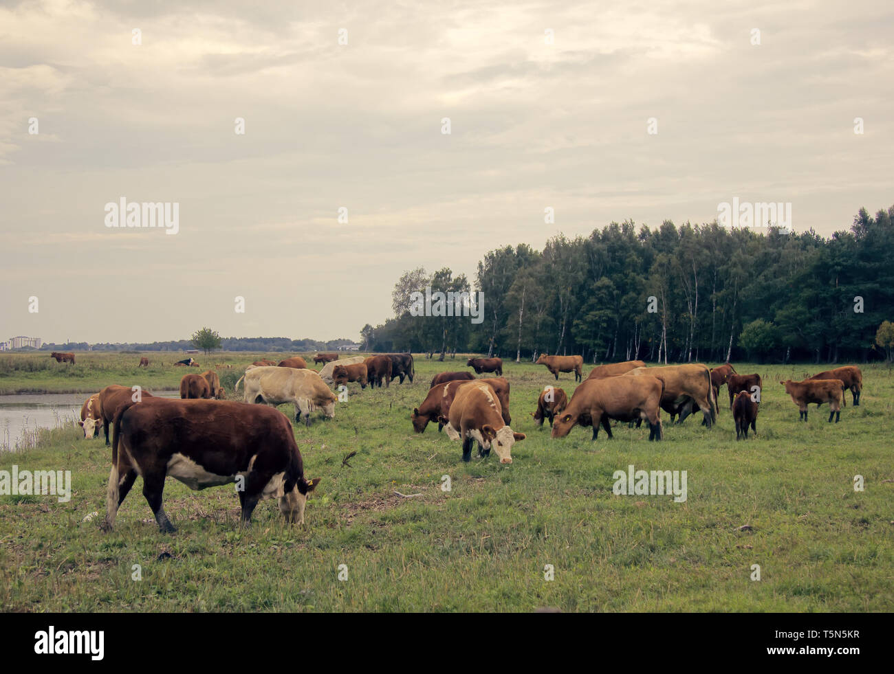 Cattle in a pasture on the river Bank. Cows and calves with an ear tag ...