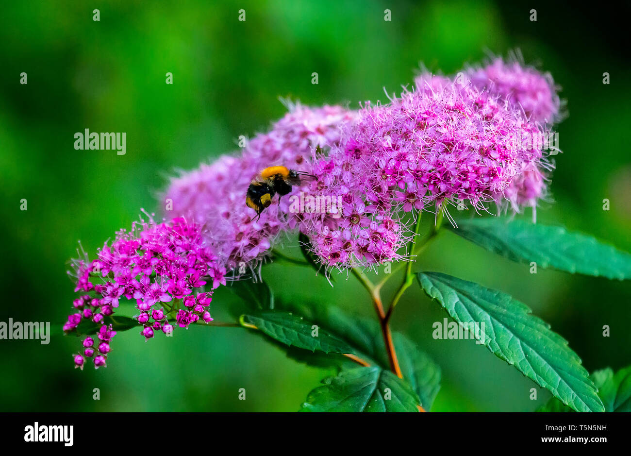 Spirea Japanese (feather-fern, Astilbe japonica) as a good honey plant and common carder bee (Bombus agrorum) collects nectar Stock Photo