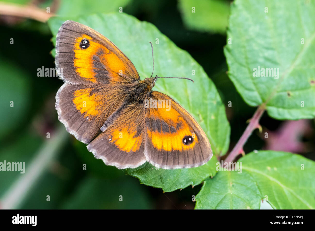 A meadow brown butterfly (Maniola jurtina) perched on a green leaf at RSPB minsmere, Suffolk UK Stock Photo