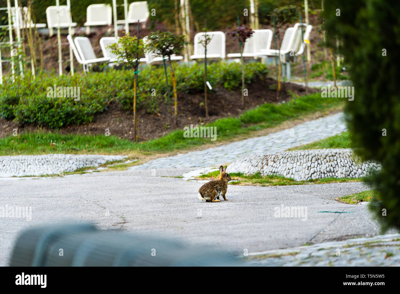 wild rabbits sitting on the walkway in the City of Munich Germany Stock Photo Alamy