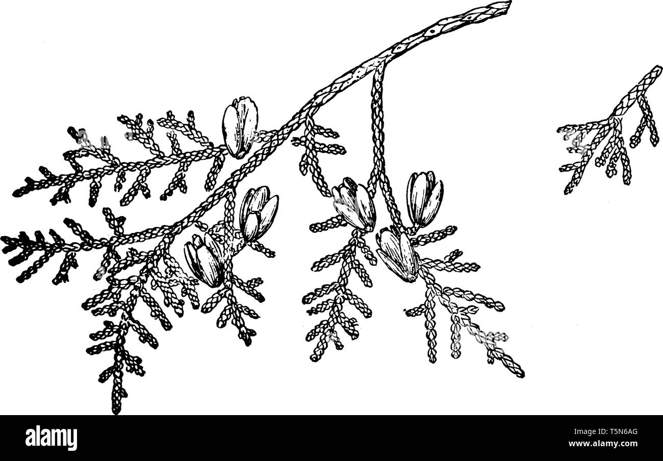 A picture showing branch of Thuja Occidentalis which is an evergreen coniferous tree found in North America and Europe, vintage line drawing or engrav Stock Vector