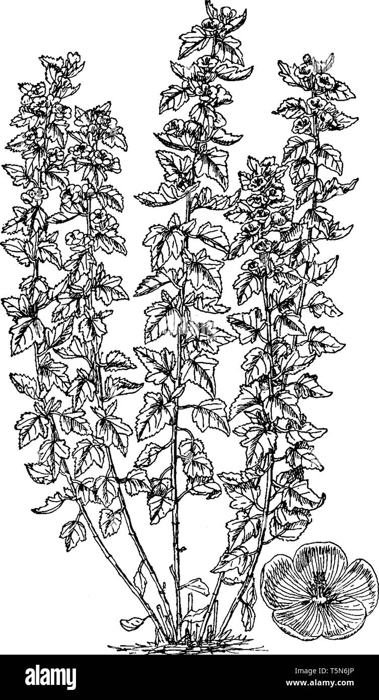A picture shows Althaea Officinalis Plant. Its leaves, flowers and the root have been used in traditional herbal medicine. It is also called as marshm Stock Vector